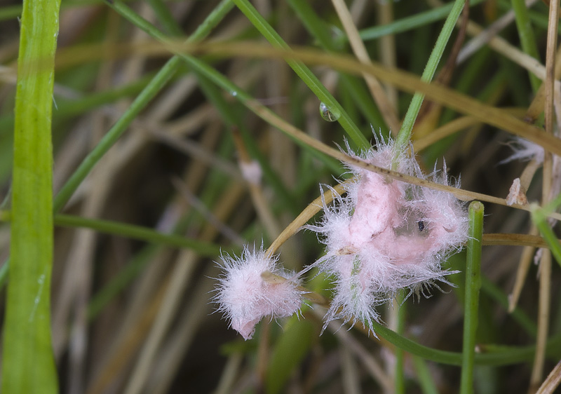 Laetisaria fuciformis